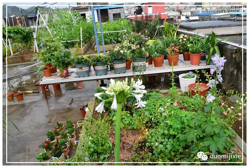 聽說了嗎，多米居然開始搞副業(yè)了？